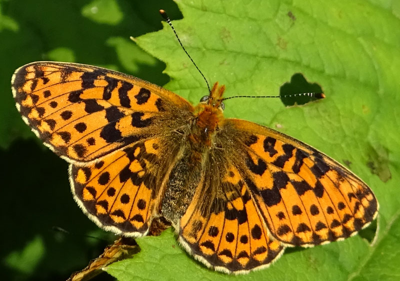accoppiamento di Boloria euphrosyne - Nymphalidae